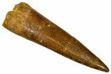 Fossil Plesiosaur (Zarafasaura) Tooth - Morocco #369964-1